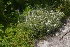 Anaphalis royleana var. concolor